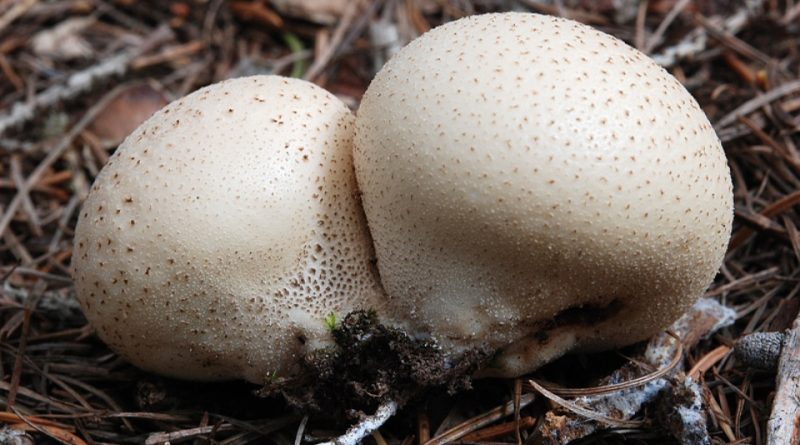 Lycoperdon pyriforme