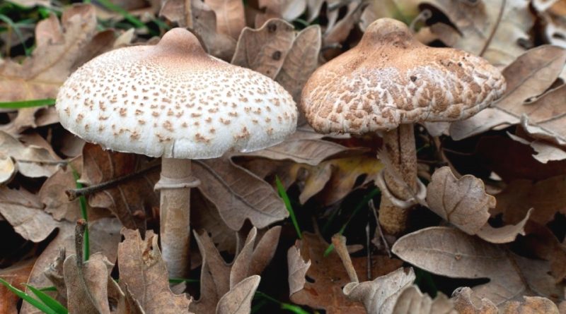 Macrolepiota mastoidea