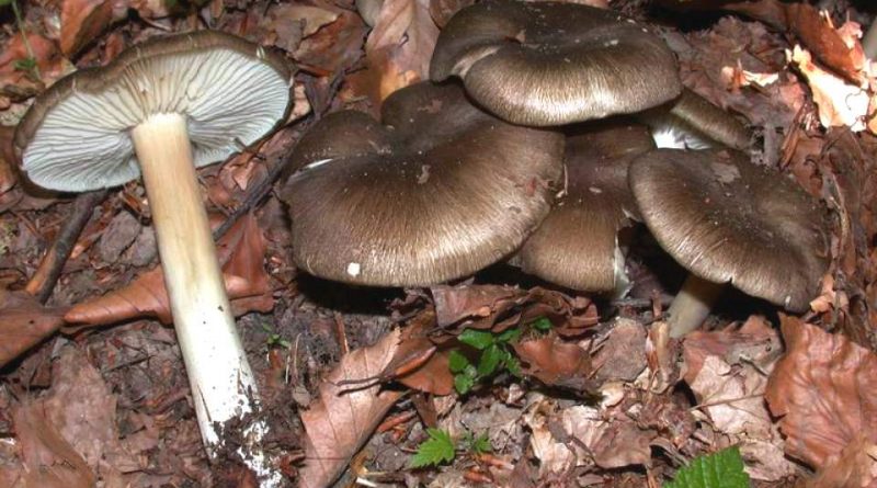 Megacollybia platyphylla