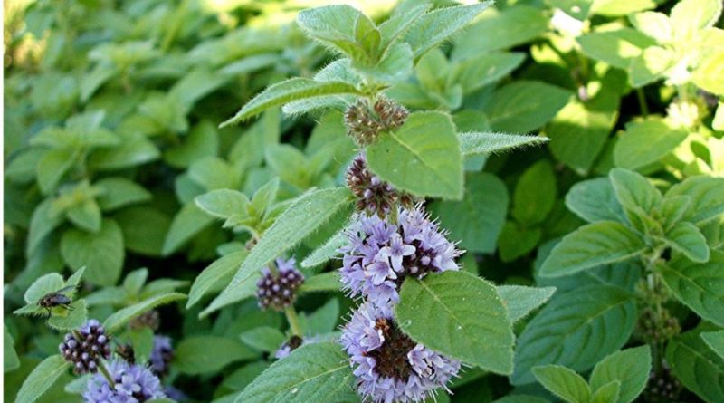 Mentha arvensis