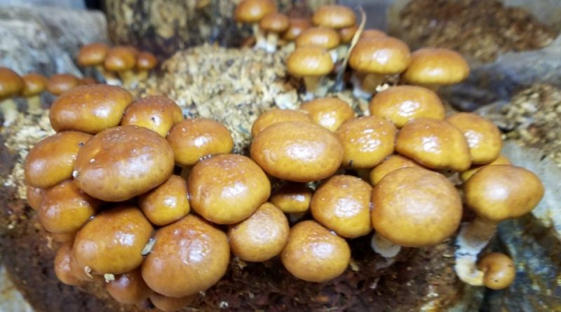 Pholiota nameko