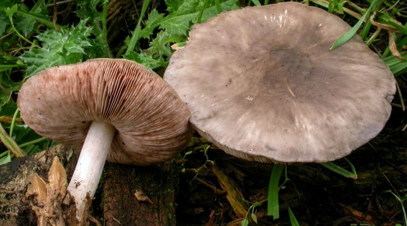 Pluteus cervinus