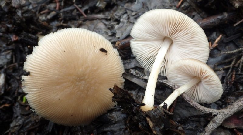 Pluteus plautus