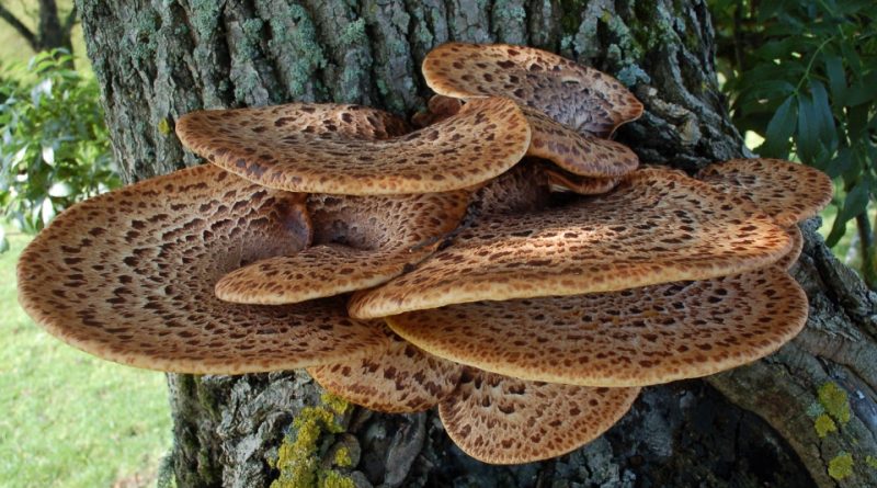 Polyporus squamosus