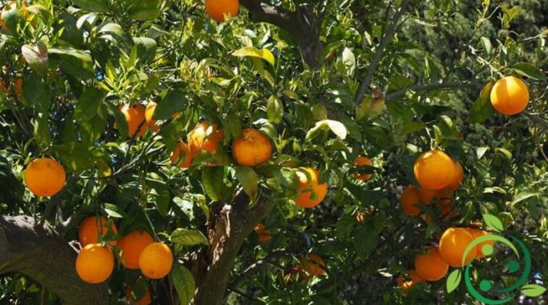 Come potare l’Arancio