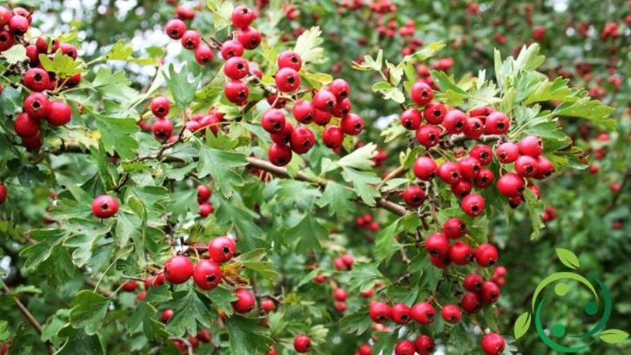 Azarul How to prune Azarole: technique, training methods, advice