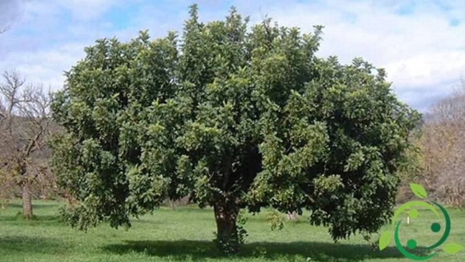 How to prune the carob tree breeding, production and