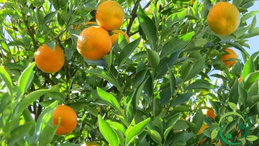How to prune the Mandarin training system and technique