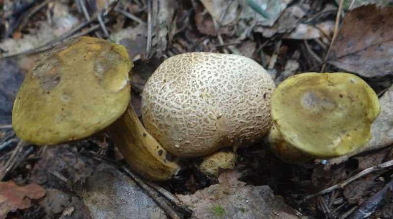 Pseudoboletus parasiticus