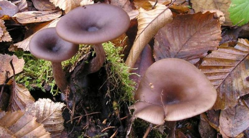 Pseudoclitocybe cyathiformis