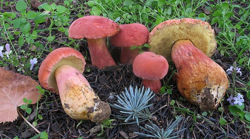 Rheubarbariboletus armeniacus