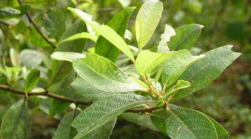 Salix caprea