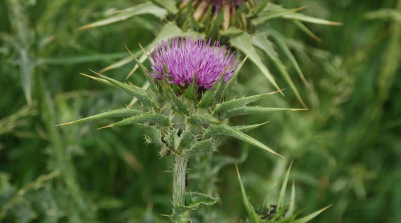 Silybum marianum