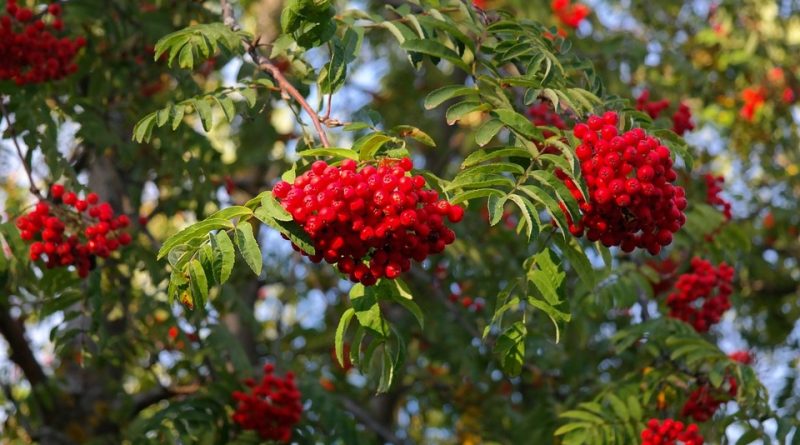 Sorbus aucuparia