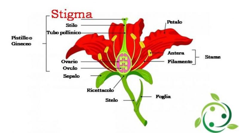 Stigma