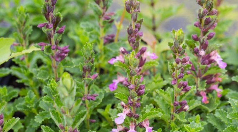 Teucrium chamaedrys