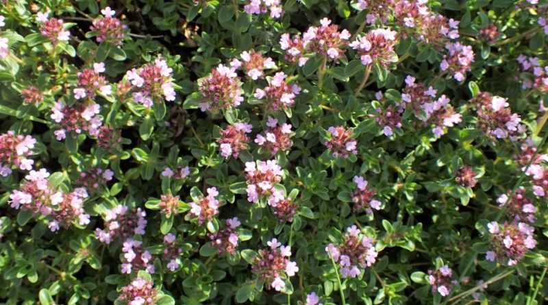 Thymus alpestris