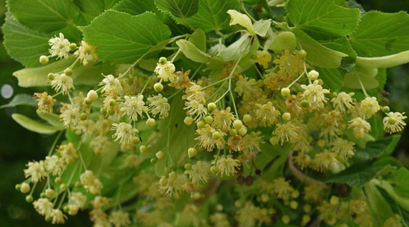 Tilia cordata