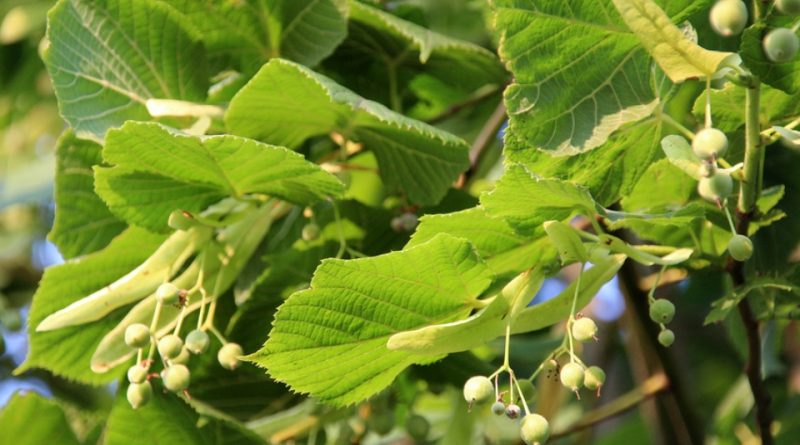 Tilia platyphyllos