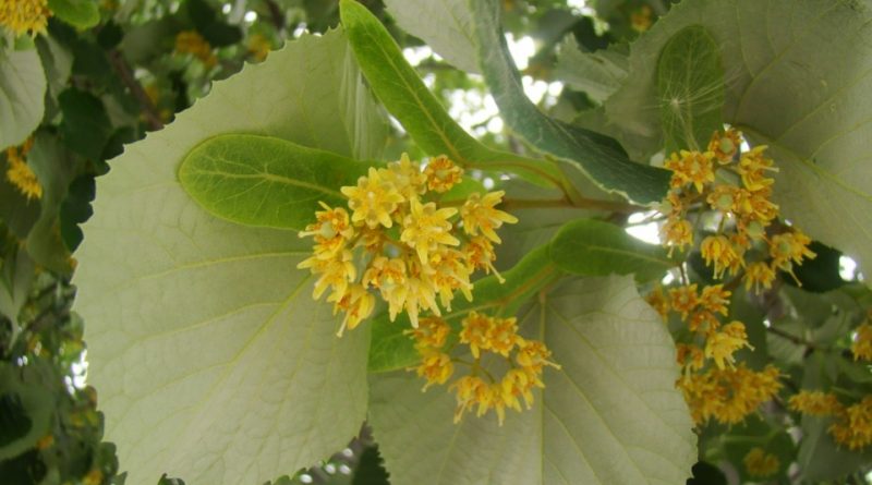 Tilia tomentosa