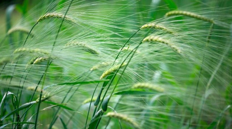 Triticum spelta