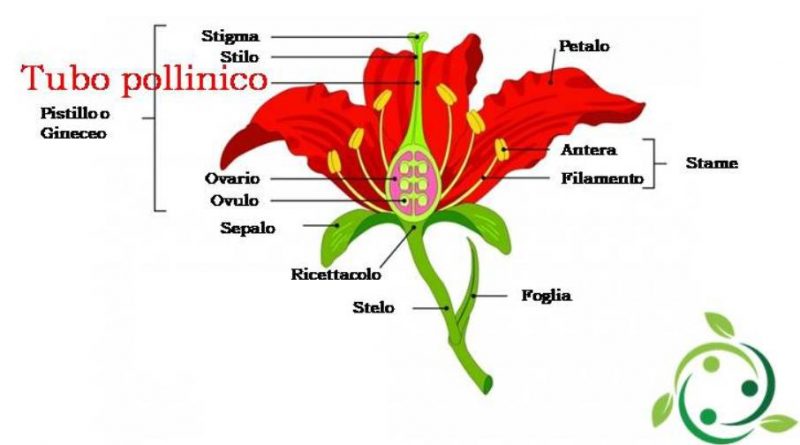 Tubo pollinico