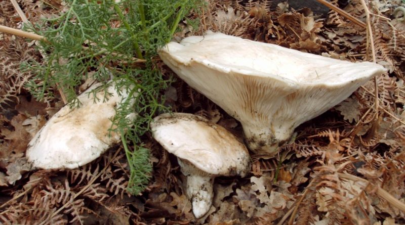 Pleurotus nebrodensis