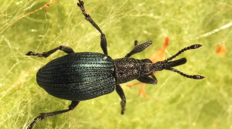 Apion carduorum