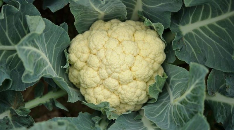 Brassica oleracea