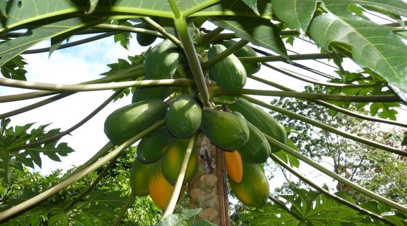 Carica papaya