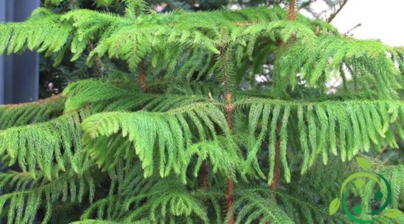 Come coltivare l’Araucaria