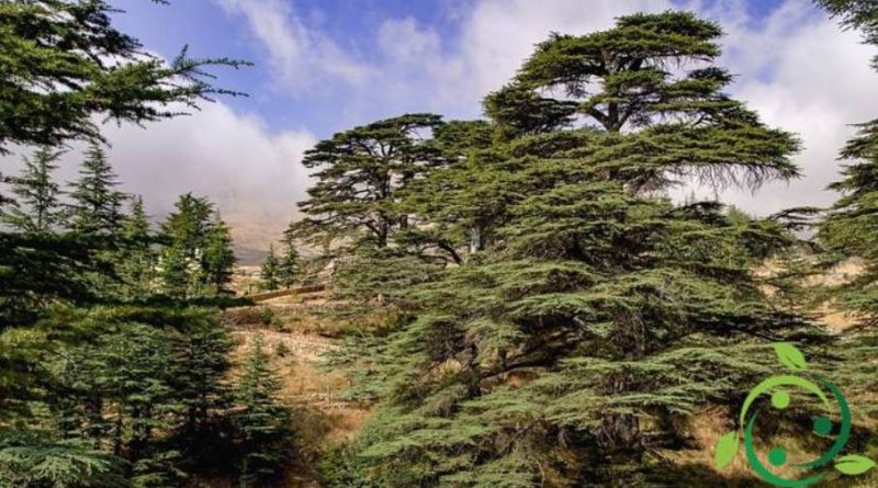 Come coltivare il Cedro del Libano