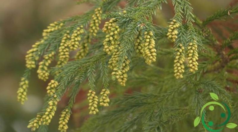 Come coltivare la Cryptomeria