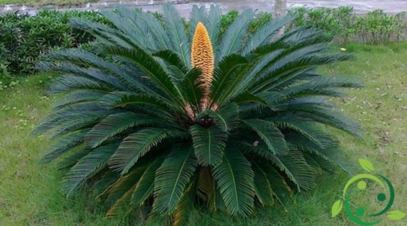 Come coltivare la Cycas