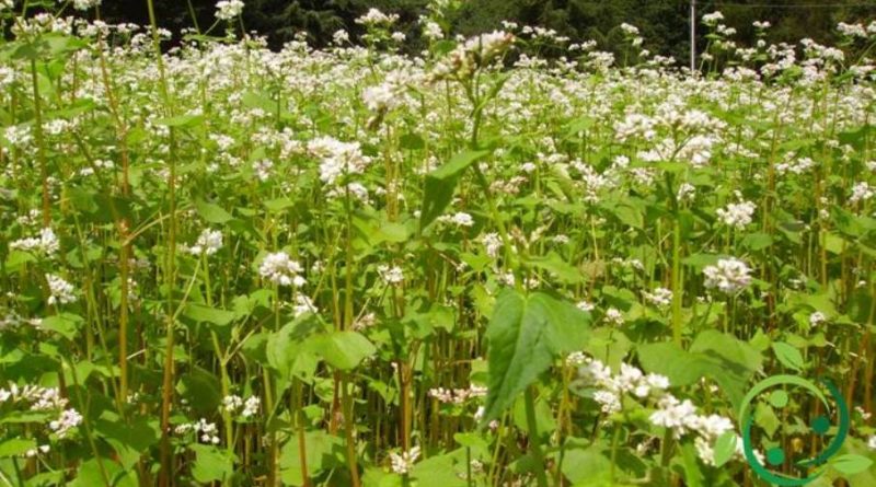 Come coltivare il Grano Saraceno in maniera biologica