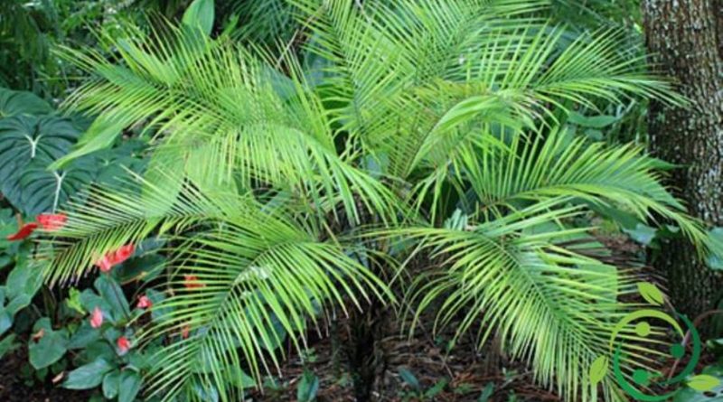 Come coltivare la Palma da cocco nana