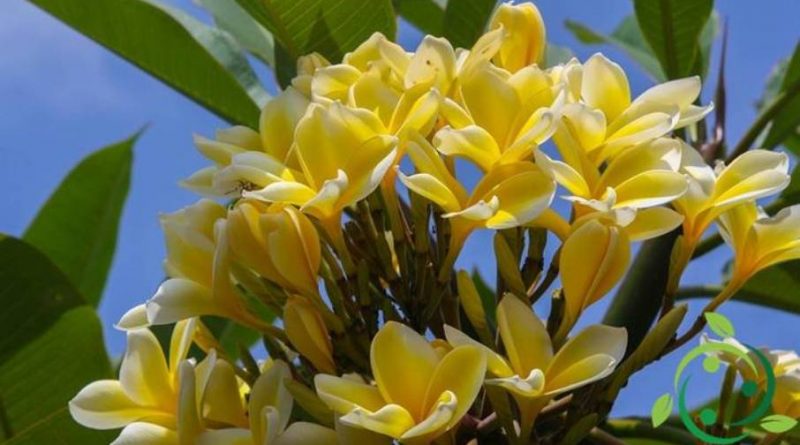 Come coltivare la Plumeria