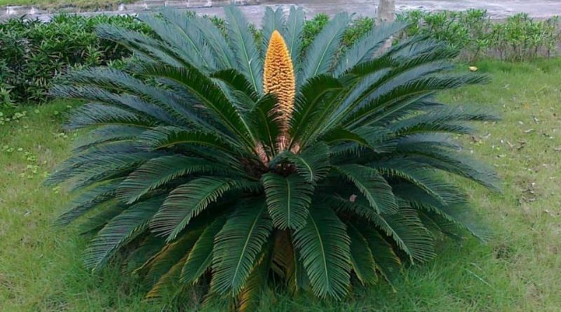 Cycas revoluta