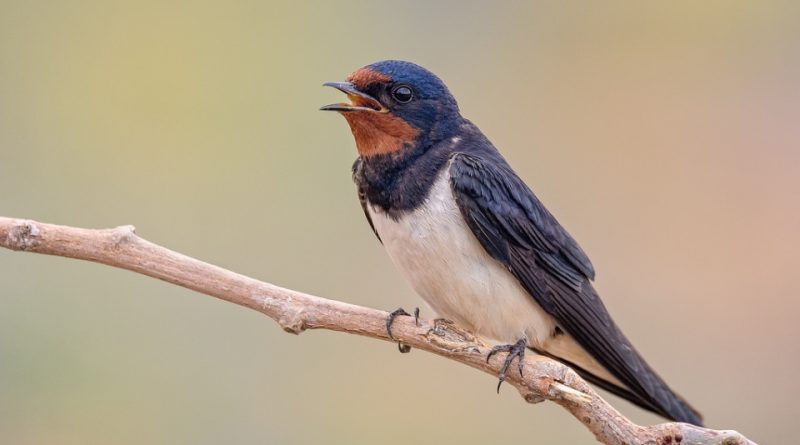 Hirundo rustica