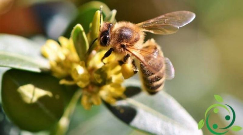 Impollinazione Entomofila