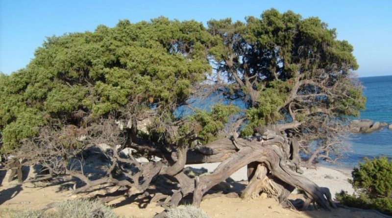 Juniperus turbinata