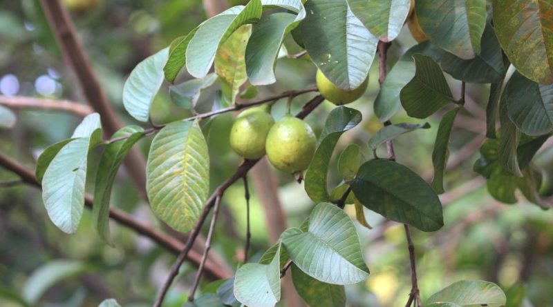 Psidium guajava