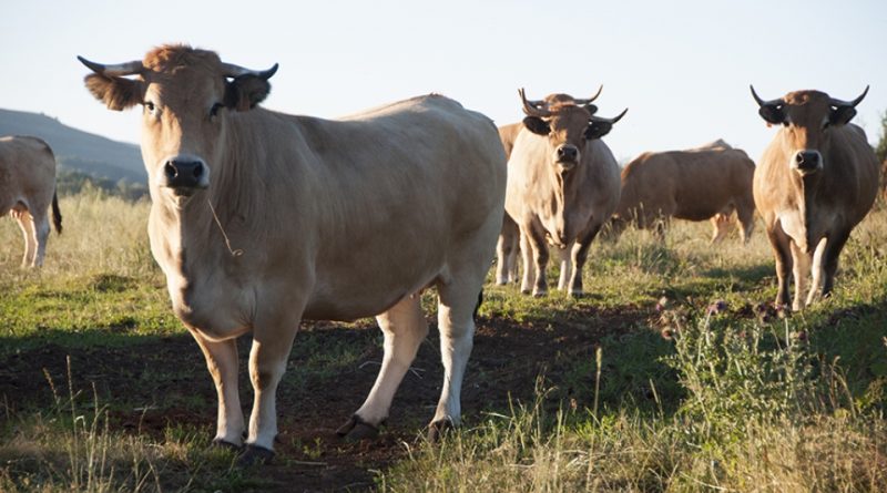 Aubrac