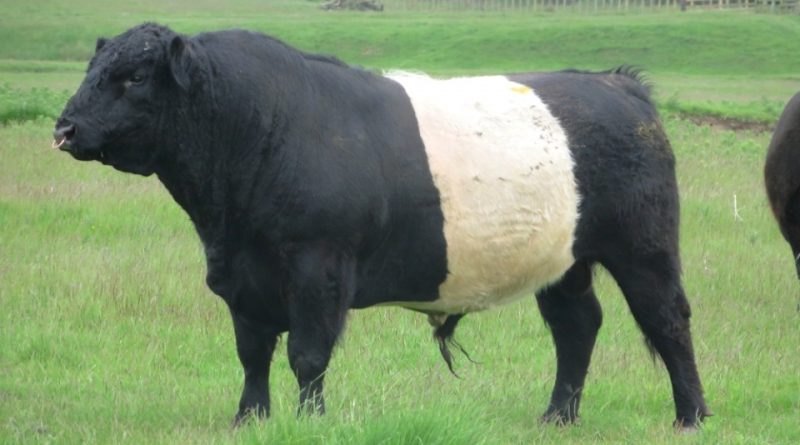 Belted Galloway