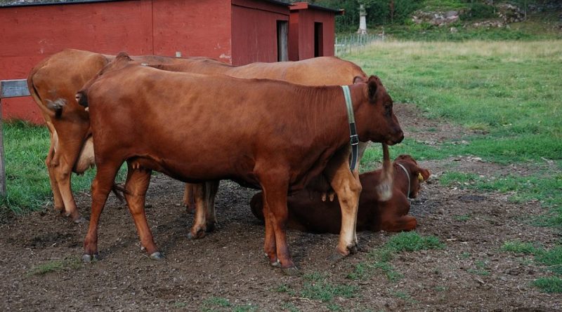 Swedish Red Polled