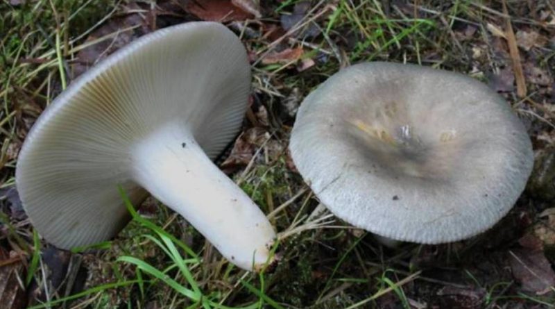 Russula anatina