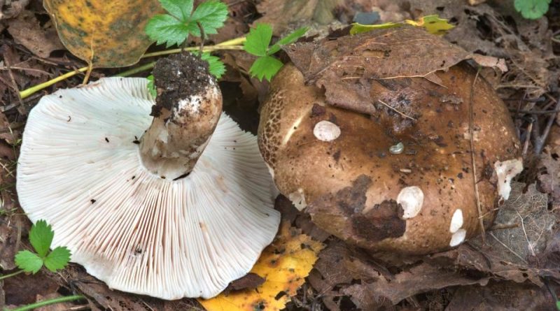 Russula adusta