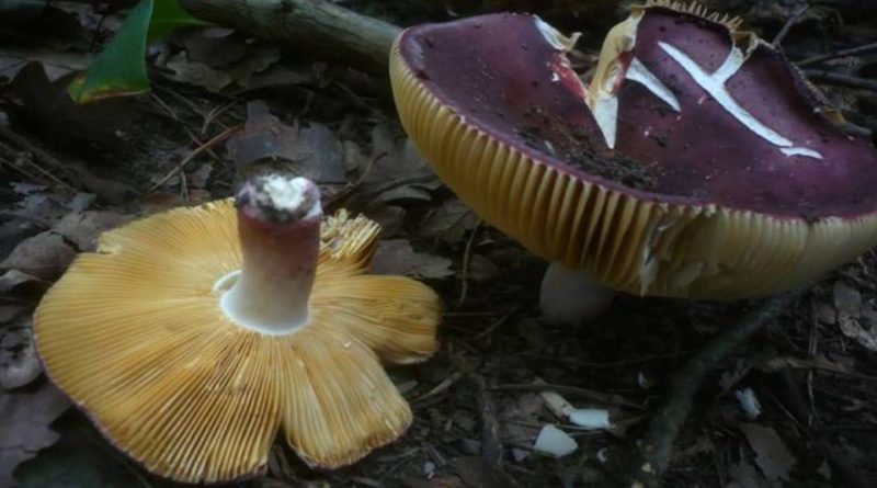 Russula alutacea