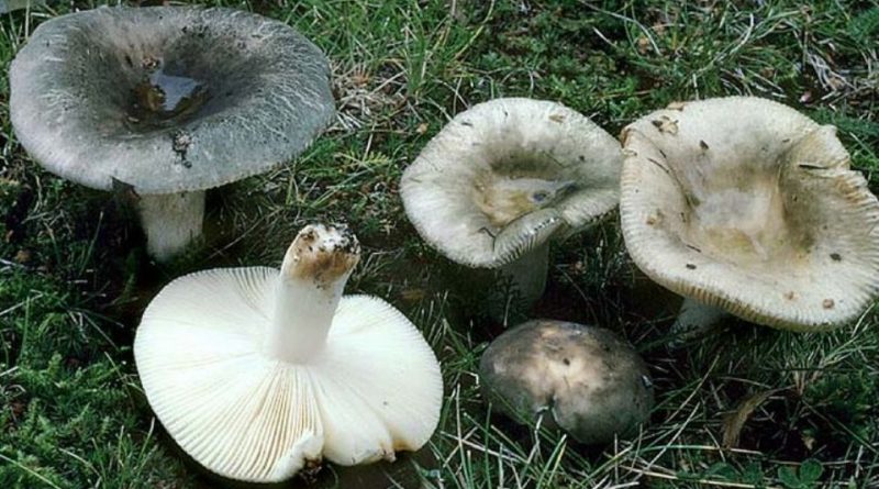 Russula atroglauca