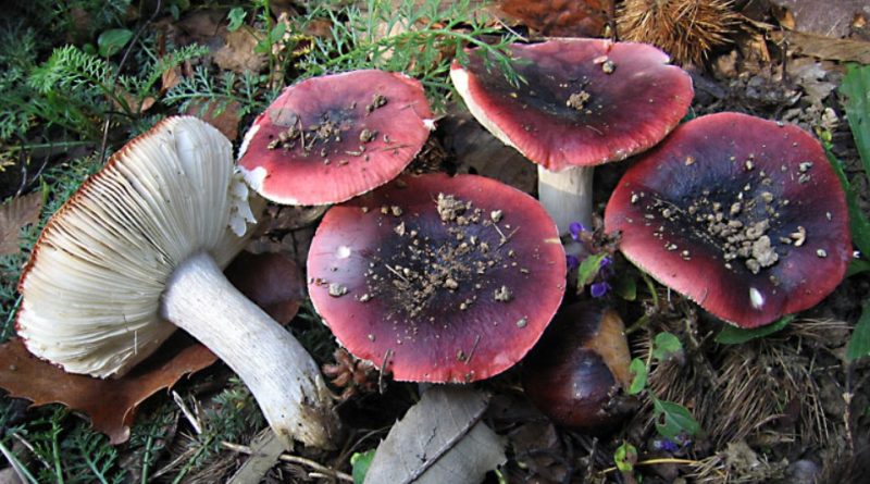 Russula atropurpurea